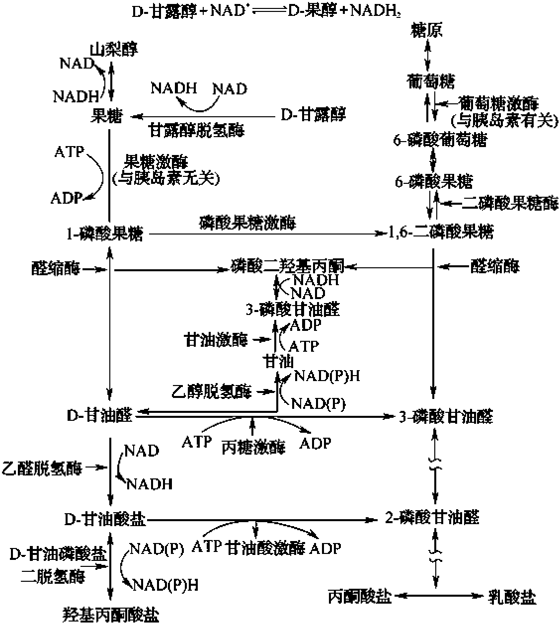 第三節(jié) 糖醇的基本生理特點